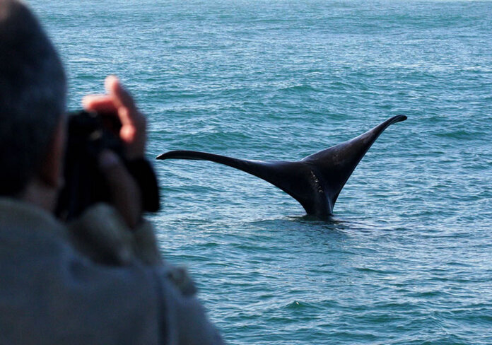 Хвост кита на китовом сафари